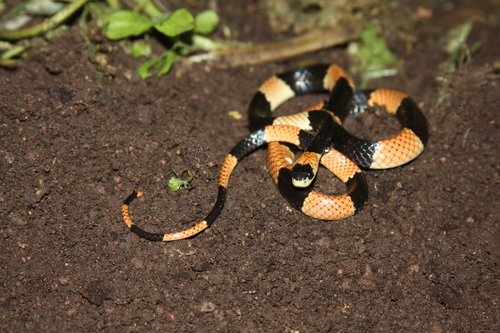 Photo of a Gaige's Thirst Snail-eater (Dipsas gaigeae)