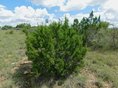 Juniperus pinchotii