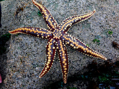 Meyenaster gelatinosus