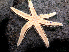 Meyenaster gelatinosus