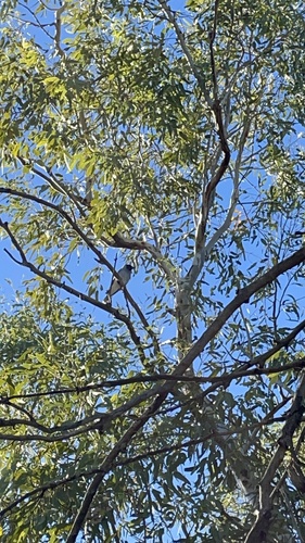 Black-faced Cuckooshrike