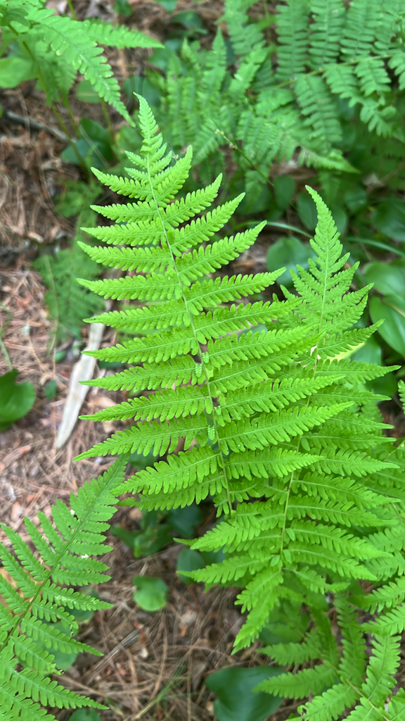 New York fern