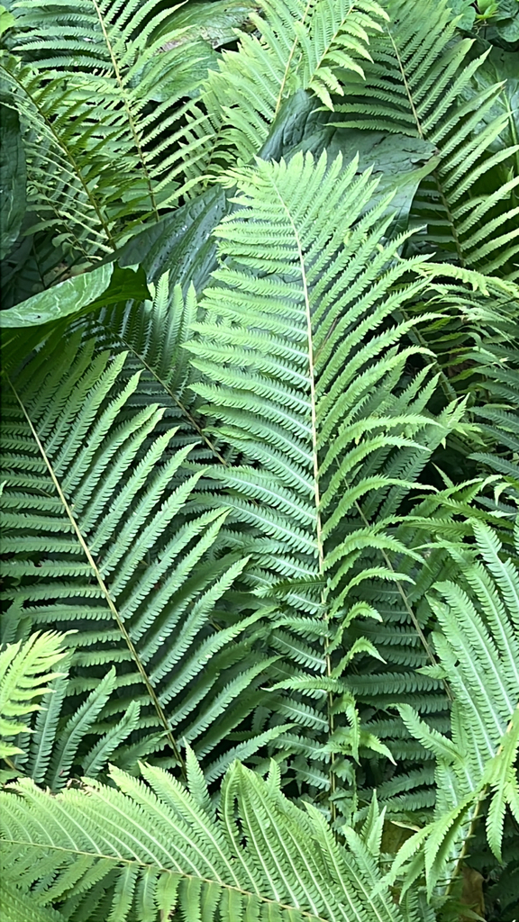 ostrich fern