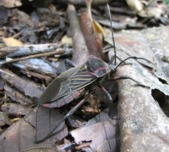 Pachylis pharaonis