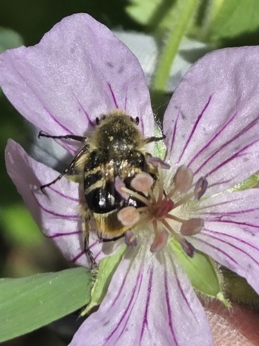 Bee-mimic Beetle photo 6