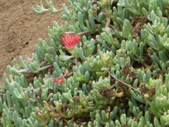 Malephora crocea