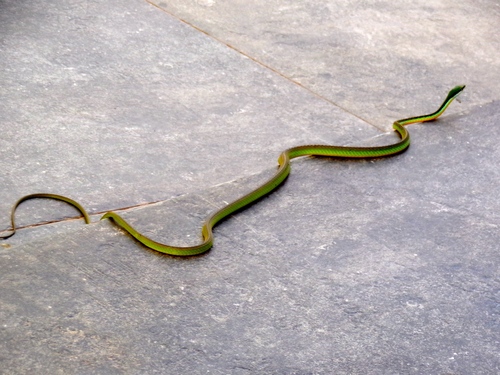Pacific Coast Parrot Snake