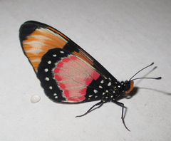 Acraea anemosa