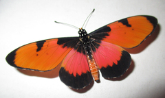 Acraea anemosa