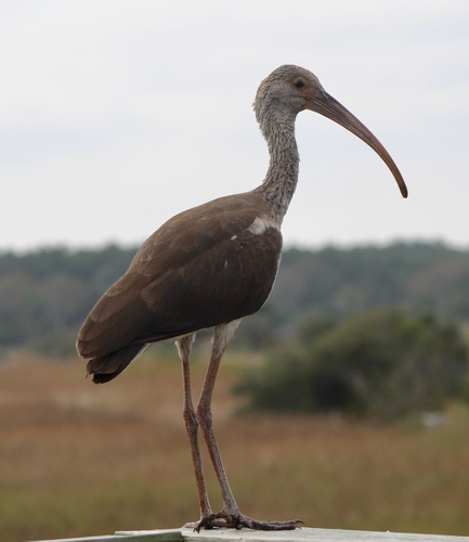 White Ibis