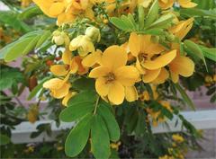 Senna surattensis