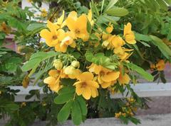 Senna surattensis