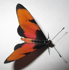 Acraea anemosa
