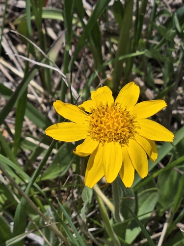 Foothill arnica (Arnica fulgens)