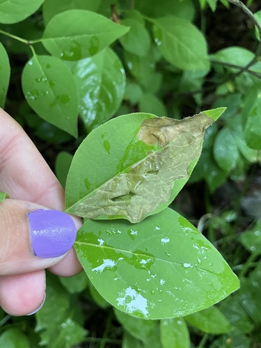 Lilac Leafminer Moth photo 3
