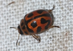 Peltoschema oceanicum