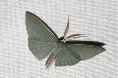 Prasinocyma ocyptera