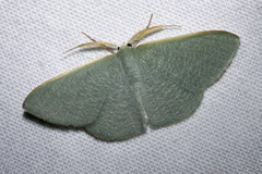 Prasinocyma ocyptera