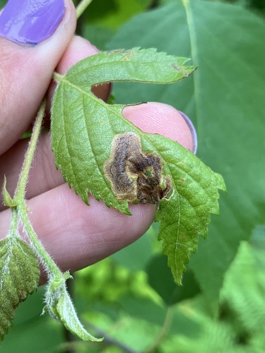 Oak Shothole Leafminer photo 5