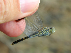 Brachythemis leucosticta