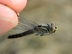 Brachythemis leucosticta