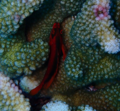 Photo of Flame hawkfish (Neocirrhites armatus)