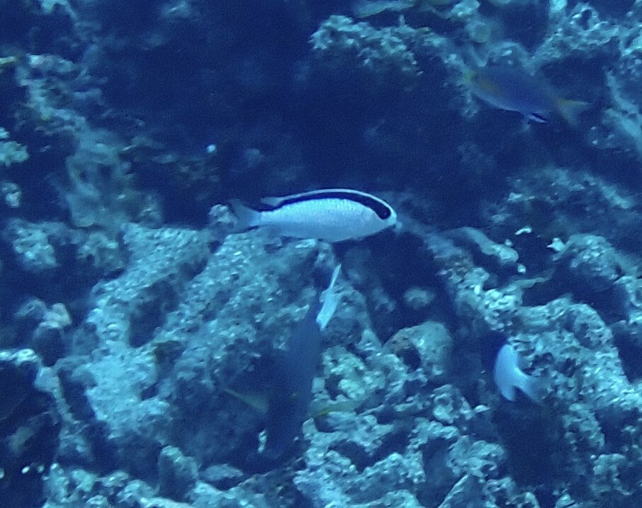 Tahiti Damsel photo 6