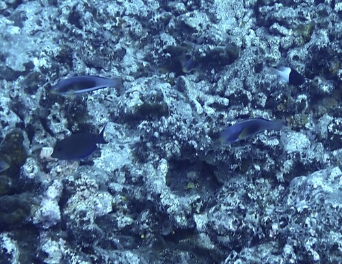 Cirrhilabrus scottorum observed 2025-06-26