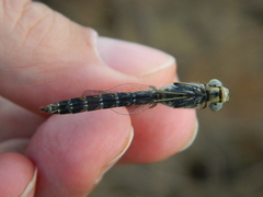 Brachythemis leucosticta