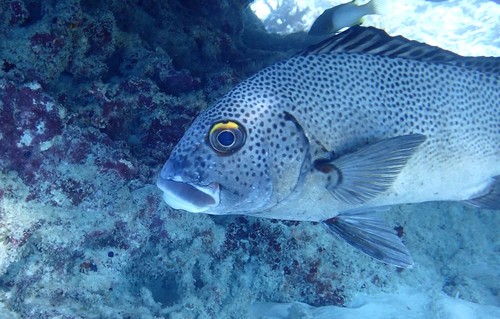Painted sweetlips (Plectorhinchus picus) — Haemulidae — 3