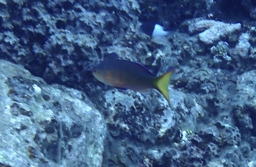 Pseudanthias olivaceus observed 2025-06-26