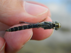 Brachythemis leucosticta