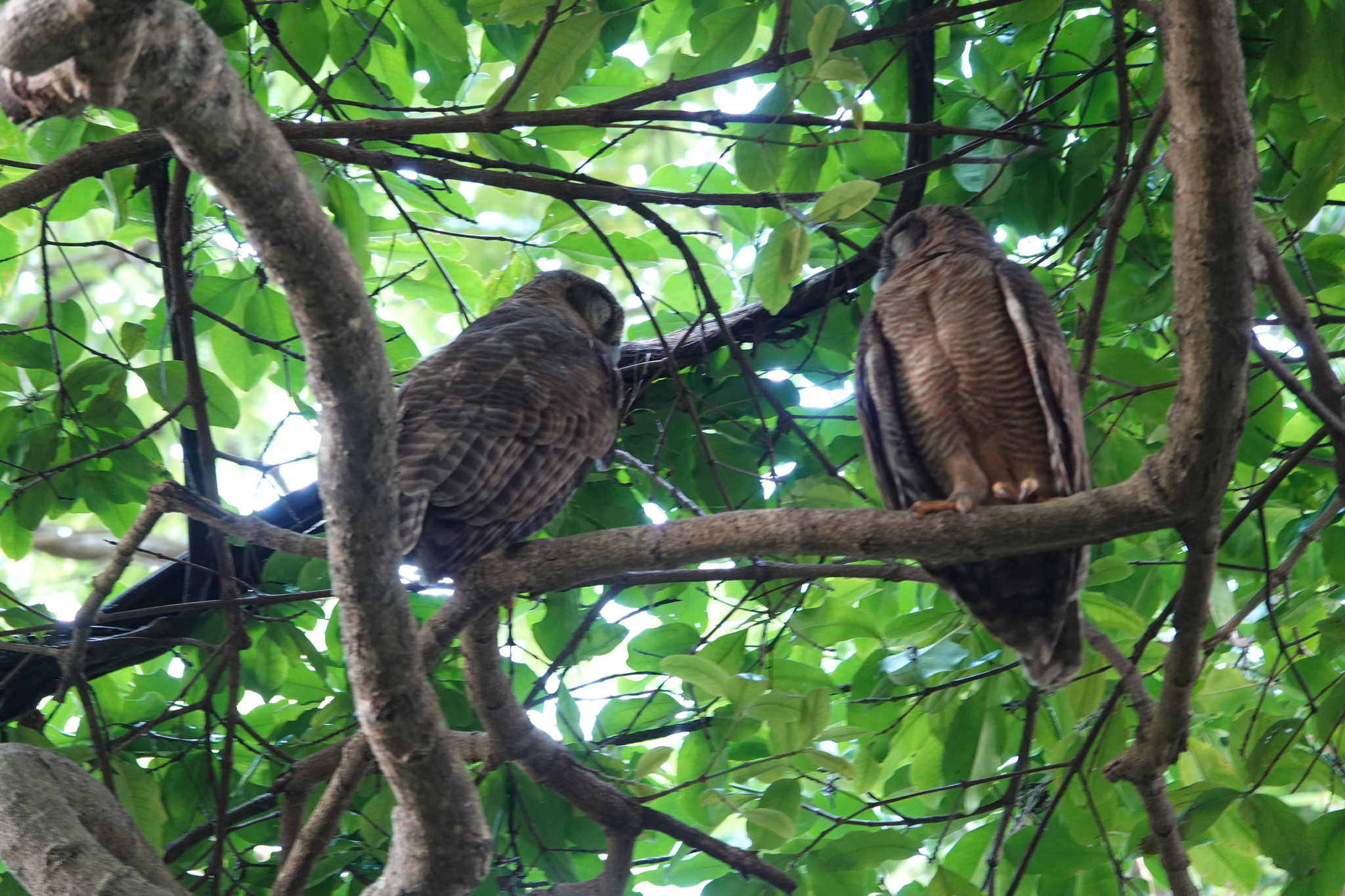 Rufous Owl (Ninox rufa), photo 7