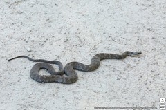 Nerodia sipedon insularum