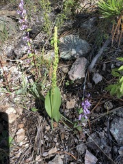 Malaxis macrostachya