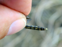 Brachythemis leucosticta