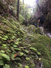 Dendrohypopterygium filiculiforme