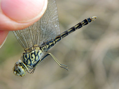 Brachythemis leucosticta