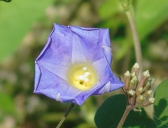 Ipomoea meyeri
