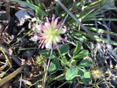 Trifolium pinetorum