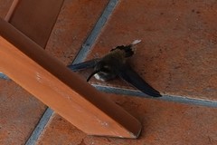 Phaethornis striigularis