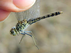 Brachythemis leucosticta