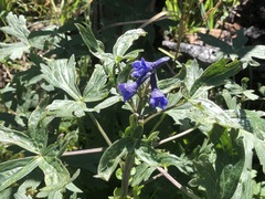 Delphinium andesicola