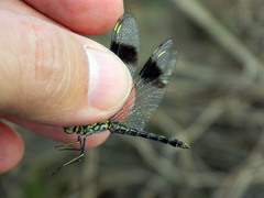 Brachythemis leucosticta