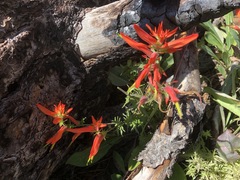 Castilleja tenuiflora