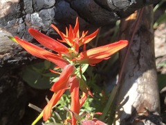 Castilleja tenuiflora