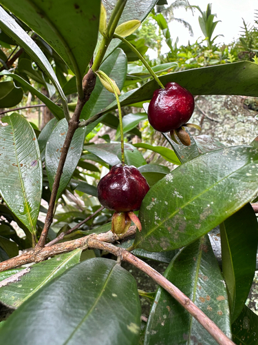 Eugenia brasiliensis