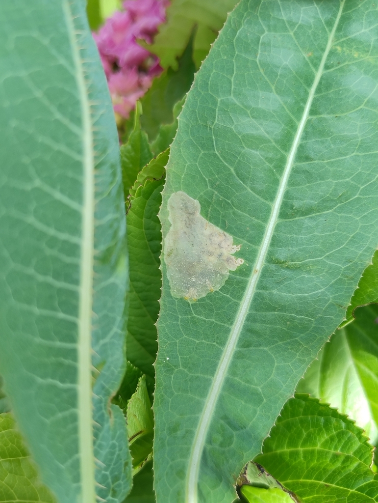Liriomyza sonchi