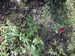 Potentilla thurberi