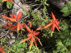 Castilleja tenuiflora